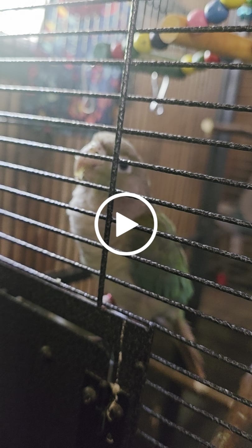 Customer video review of Freeze Dried Bird Chop – Healthy Daily Food for Parakeets, Cockatiels & Parrots