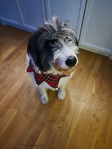 Recensentens lurviga hund, som enligt recensionen också får Omega-3 Premium.