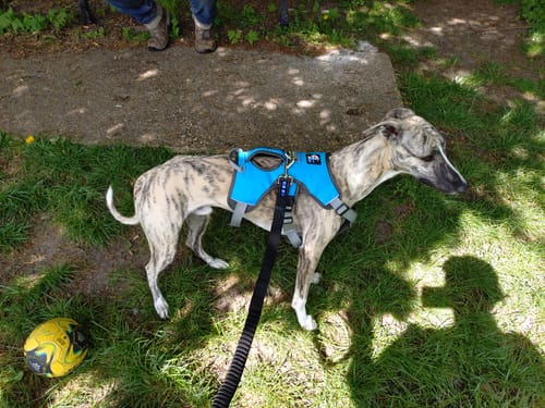 Customer photo review of Escape proof Harness (3 Strap)