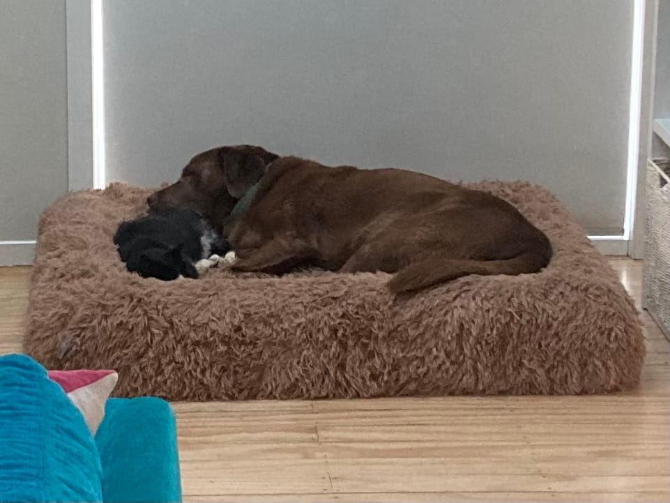 Customer photo review of Calming Cover
