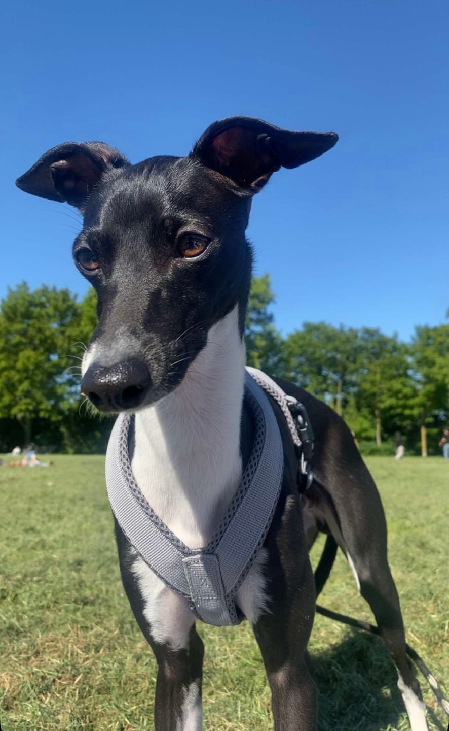 Customer photo review of Windhundgeschirr FUN Welpe/Windspiel "Moon Grey"