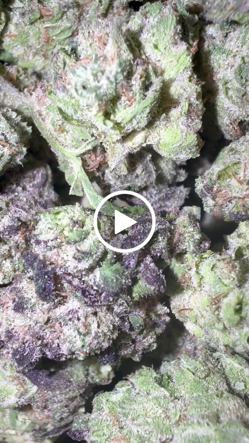 Customer video review of Versace Indoor - Bulk - Hybrid