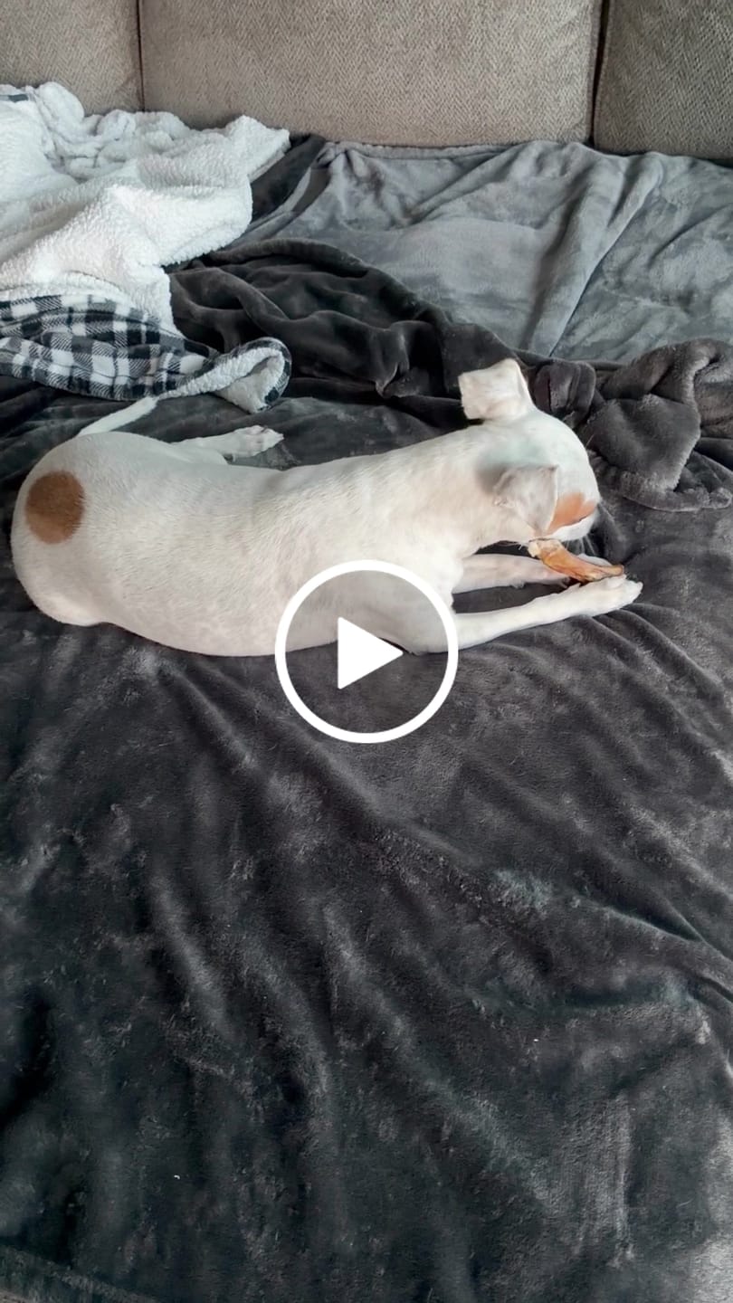 Customer video review of Ostrich Runner (5" x 1.5"): The Flavorful & Long-Lasting Chew for Small to Medium Dogs - 2 Pieces