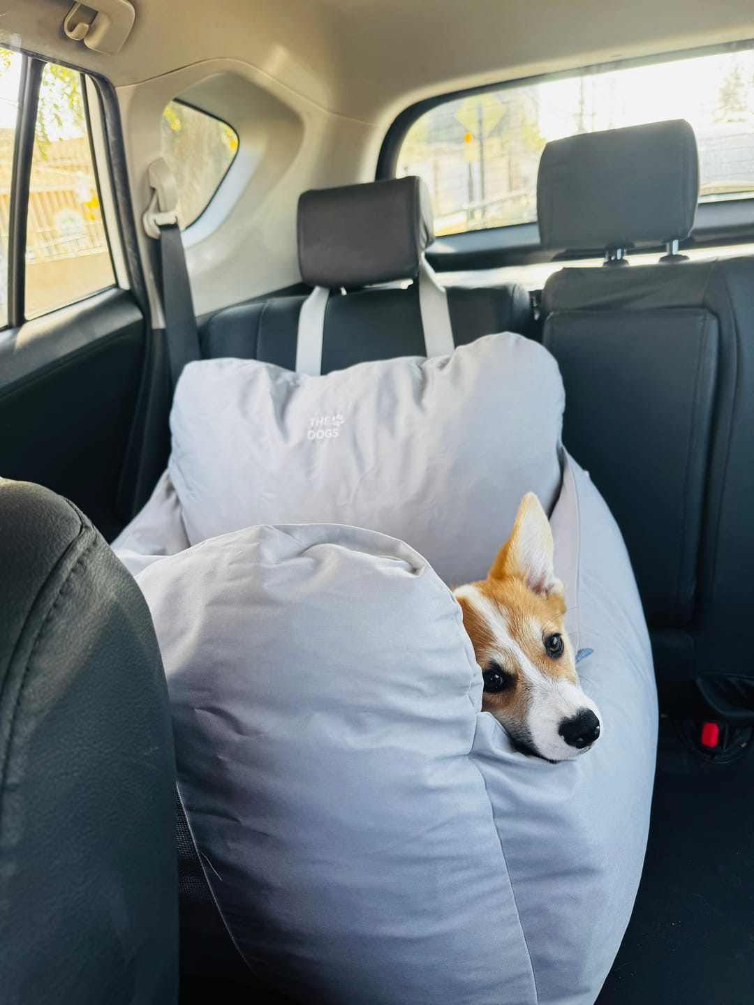 Customer photo review of Asiento Primera Clase THE DOGS — Viajes seguros y cómodos