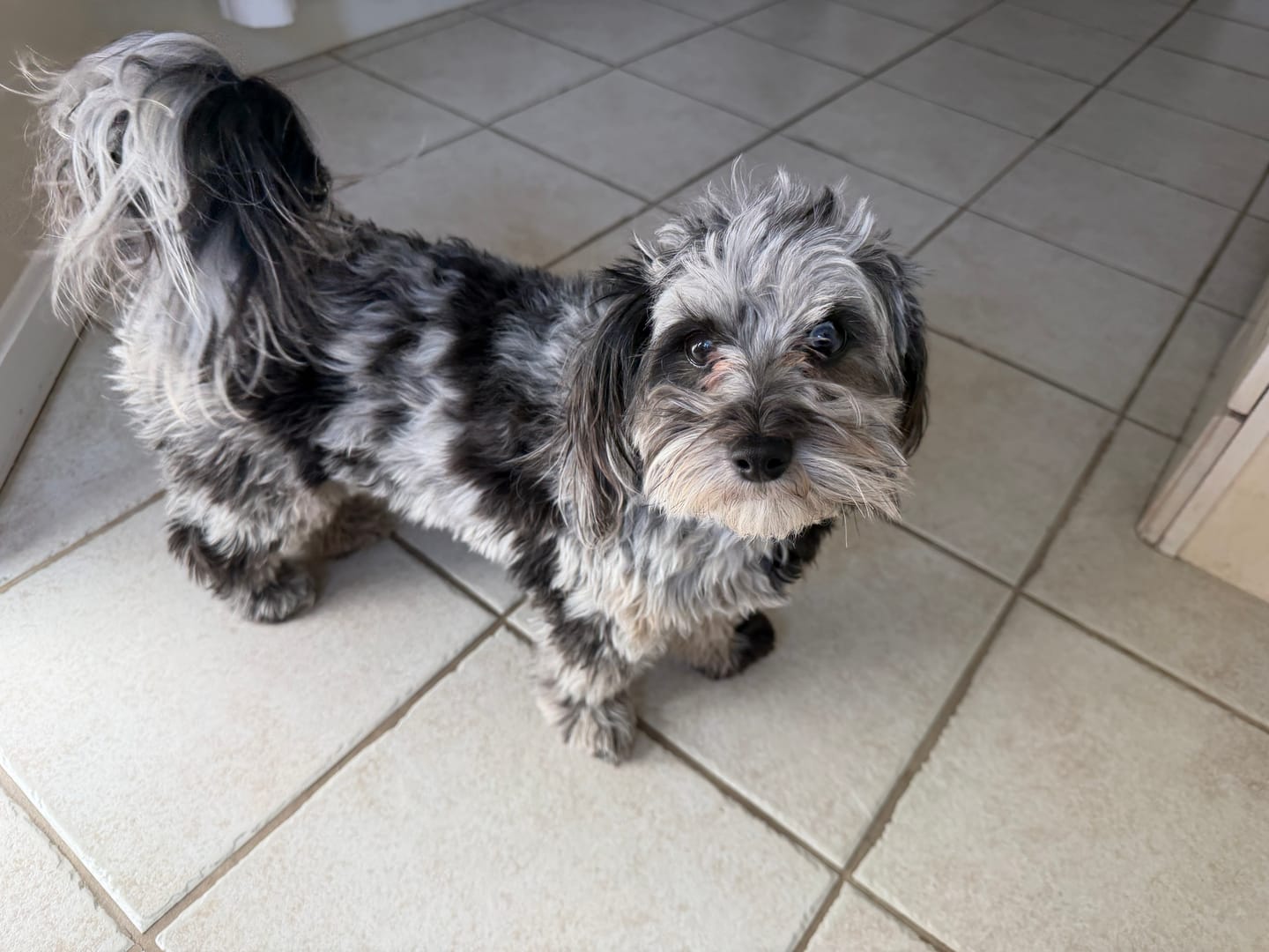 Customer photo review of Ostrich Runner (5" x 1.5"): The Flavorful & Long-Lasting Chew for Small to Medium Dogs - 2 Pieces