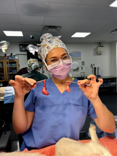 Reviewer in scrubs wearing the Nurse Dogs DuoStyle Scrub Hat over a bun in a vet clinic.
