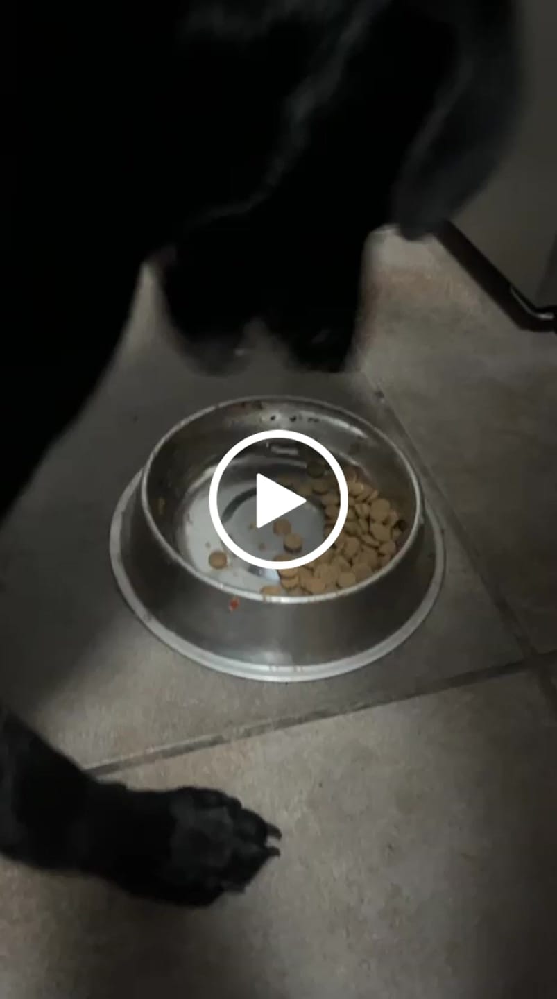 Customer video review of PetFamily Foods