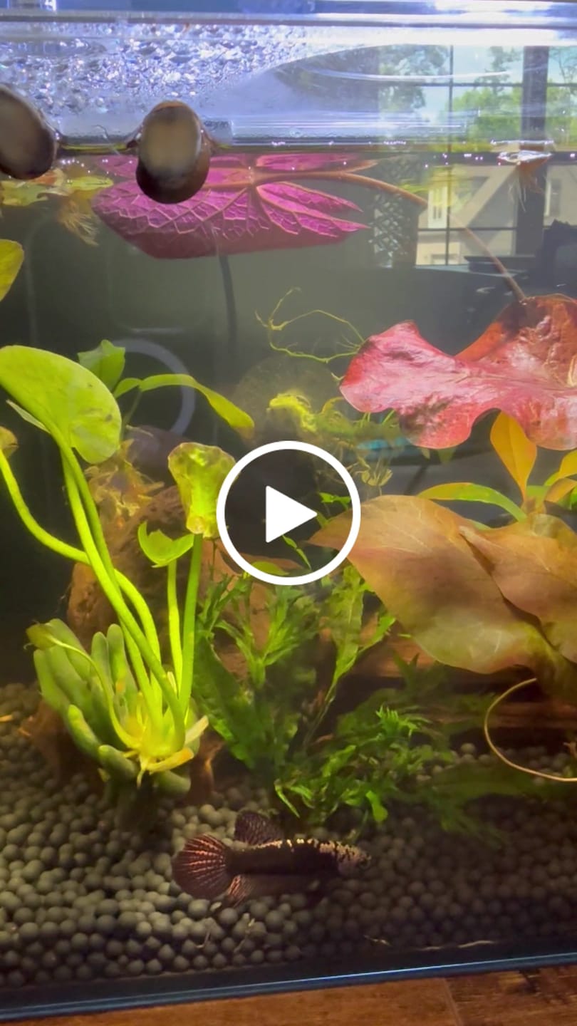 Customer video review of Copper Samurai Alien Wild Male Betta Fish | Grower Pick