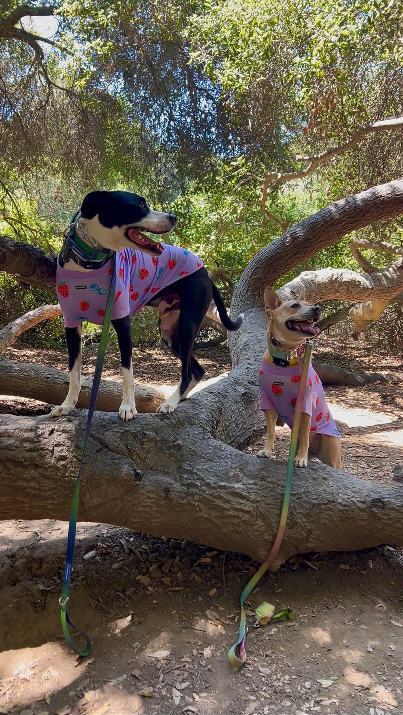 Customer photo review of Sunblock Dog T-Shirt - Berries