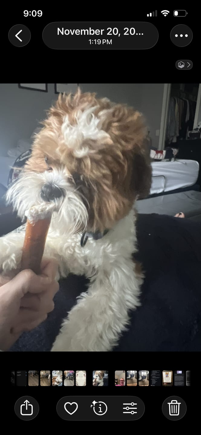 Customer photo review of 6 Inch Jumbo Bully Stick