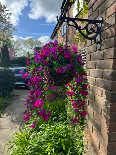 Customer's vibrant purple Outdoor Hanging Petunia Basket mounted on an outdoor brick wall.