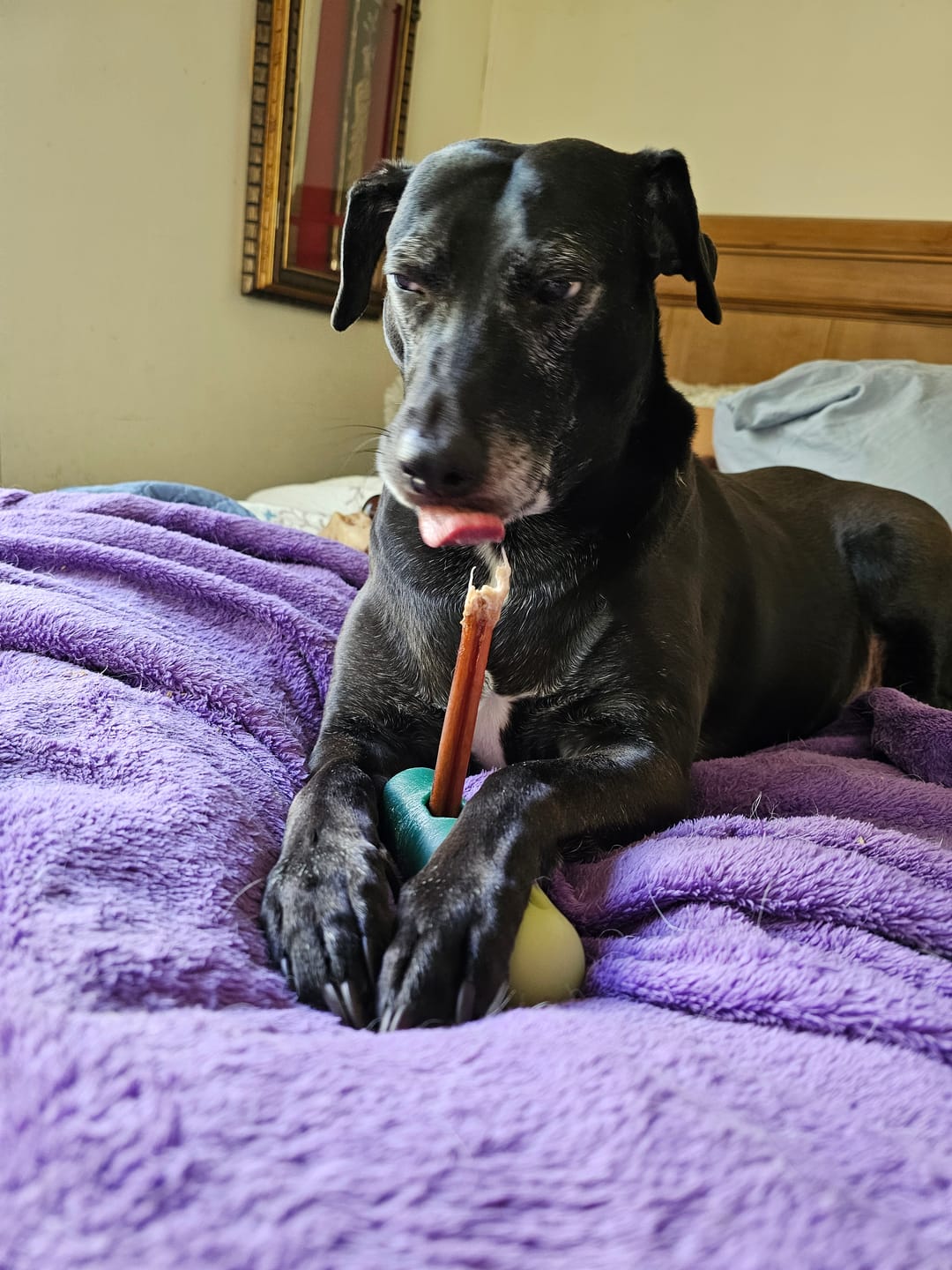Customer photo review of Hickory Smoked Bully Sticks