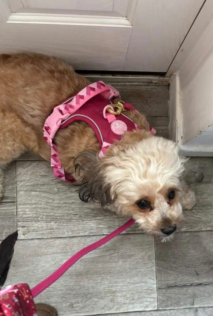 Customer photo review of Tough Trails™ Harness - Walkies Ready® Raspberry Pink