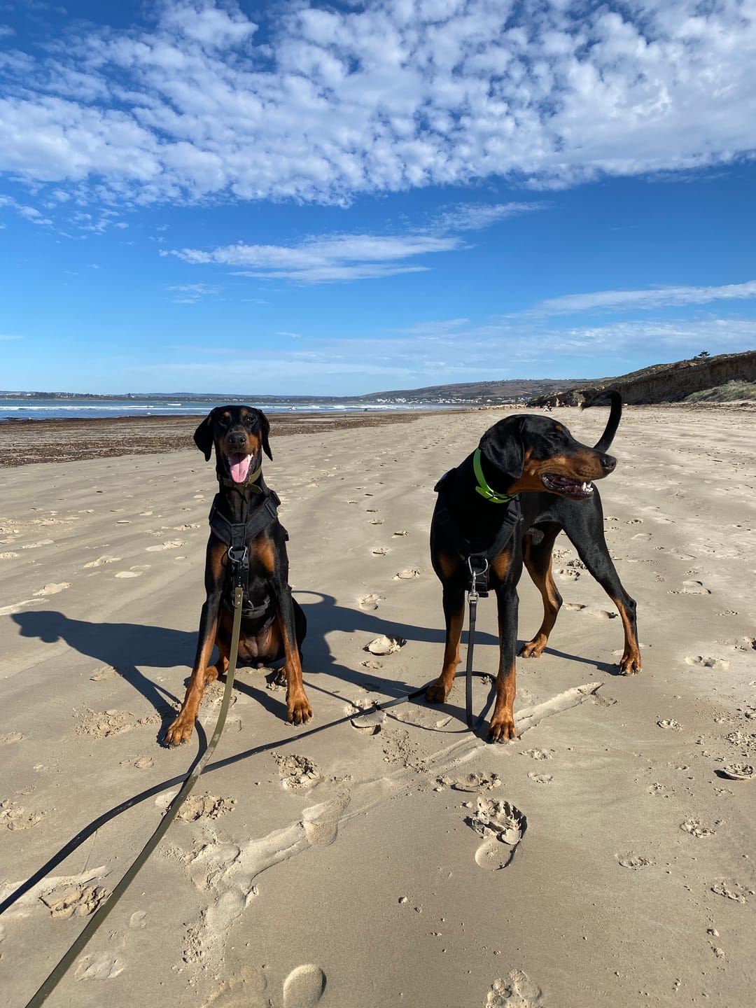 Customer photo review of 5 Flavour Dog Treats Explorer Box