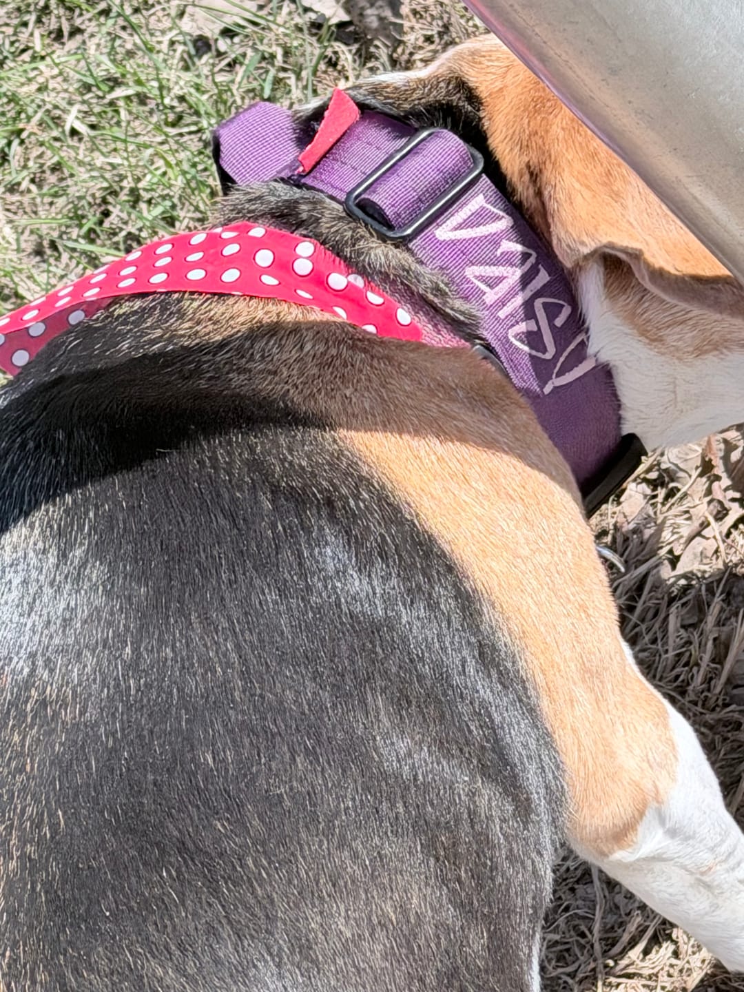 Customer photo review of 1.5" Tacti Slim Dog Collar - Grape