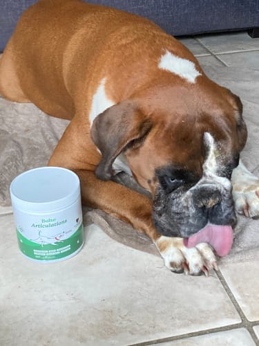 Le boxer d'un client, couché au sol à côté du pot de Complément articulations.