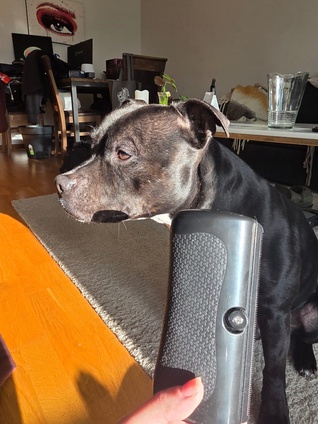 Customer photo review of Hundstaff Pack Fur Comb - Hundkamm