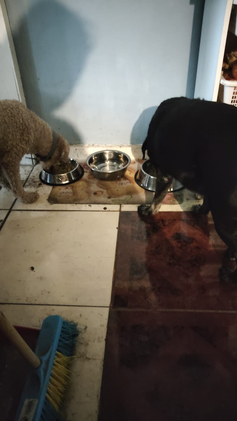 Customer photo review of PetFamily Foods Grain Free