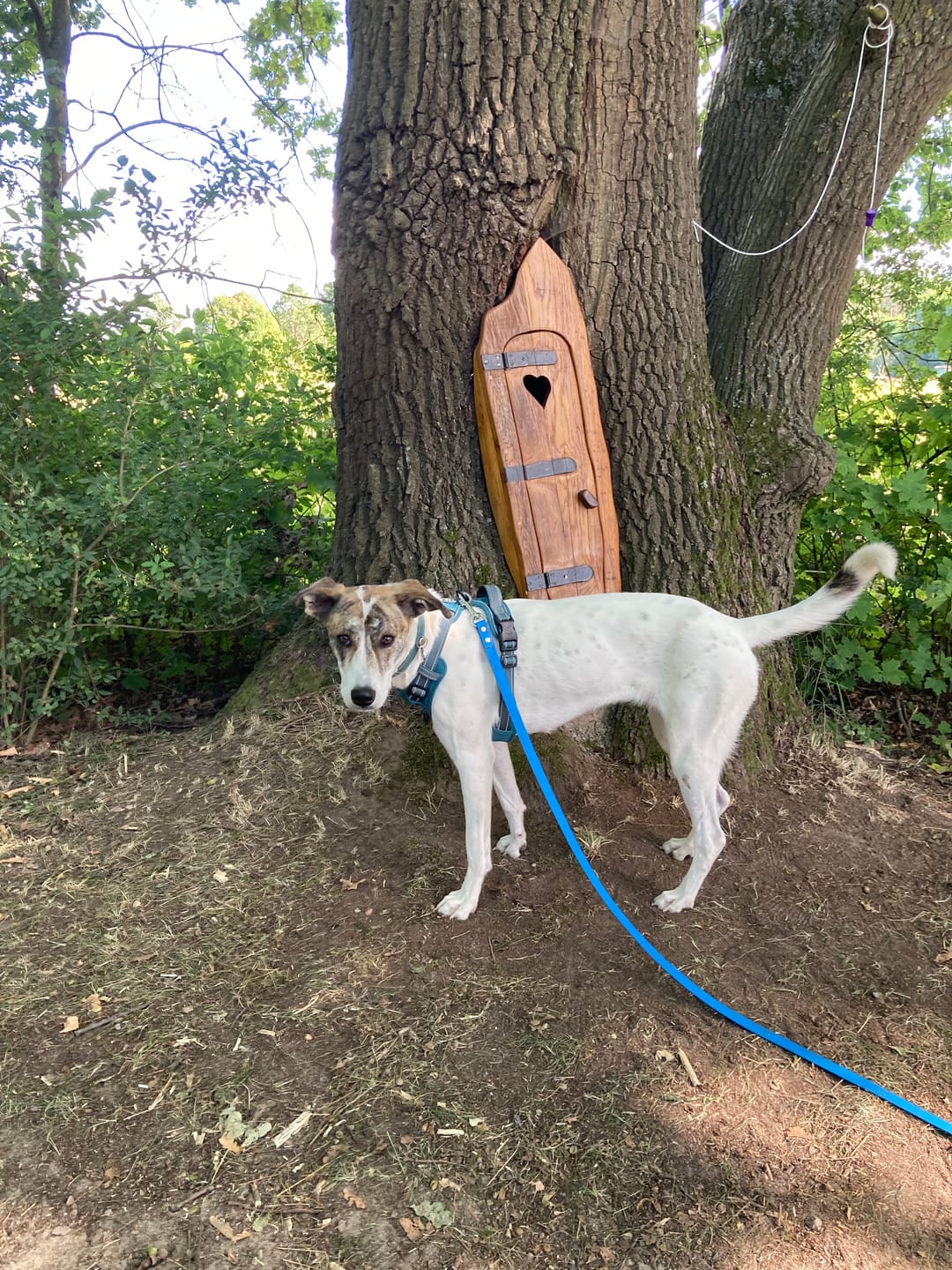 Customer photo review of DNA Test Rassebestimmung Pro Hund