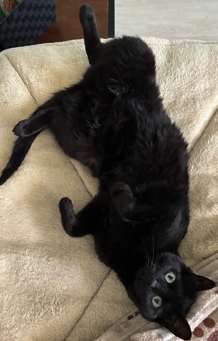 Customer photo review of Organic Coconut Pet CBD Oil (Multiple Sizes)