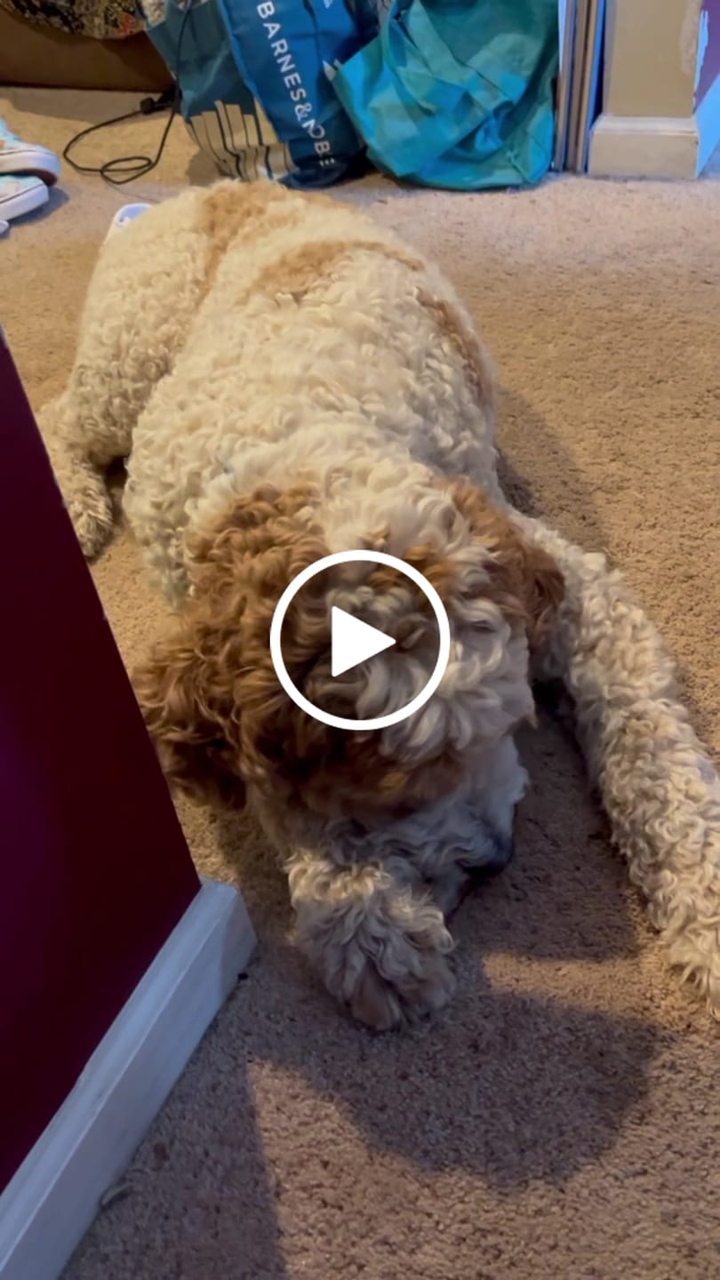 Customer video review of Ostrich Chunky Bones (5" x 2" - 2 Pack): The Long-Lasting, Flavor-Packed Bones for Medium to Large Dogs