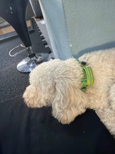 Customer photo review of 2.5cm Lighter Combat® Collar | Handle & Rated Clip - BananaBillows
