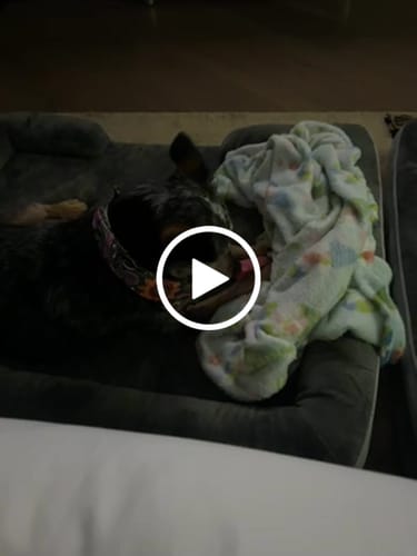 Customer video review of Strawberry Yak Chews