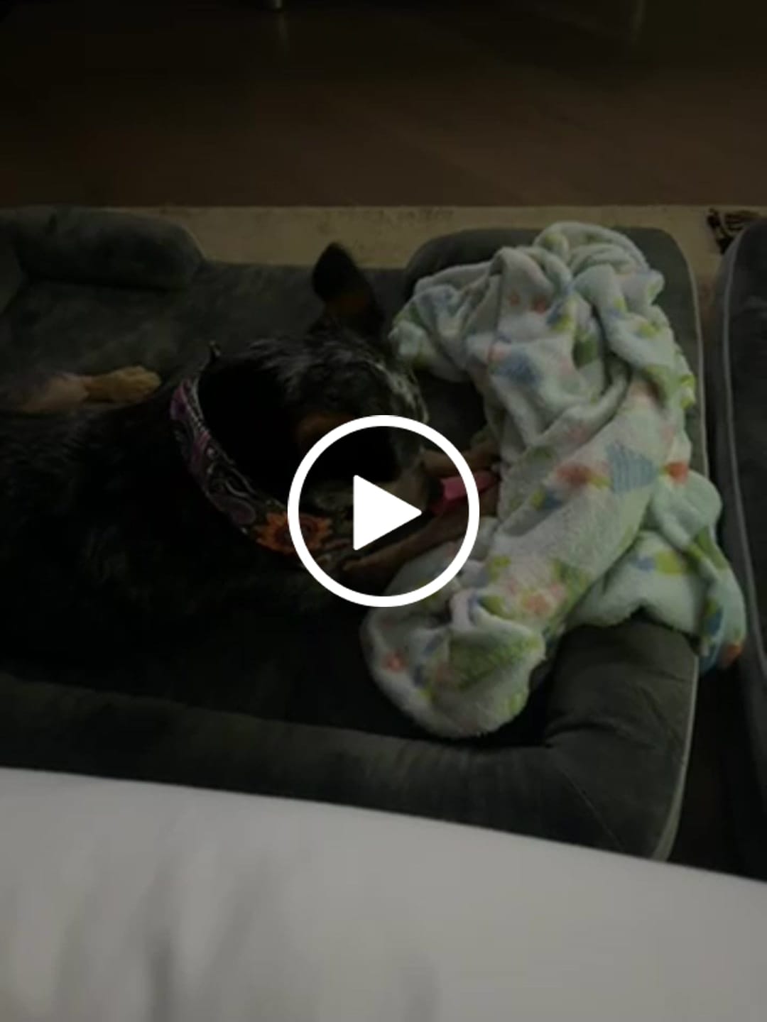 Customer video review of Strawberry Yak Chews