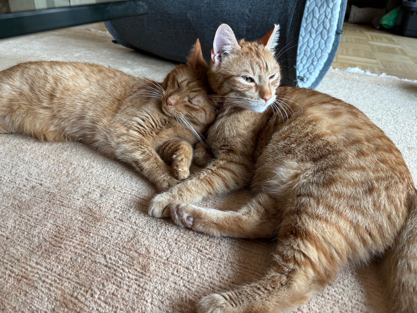 Customer photo review of Katzenklo Schaufel