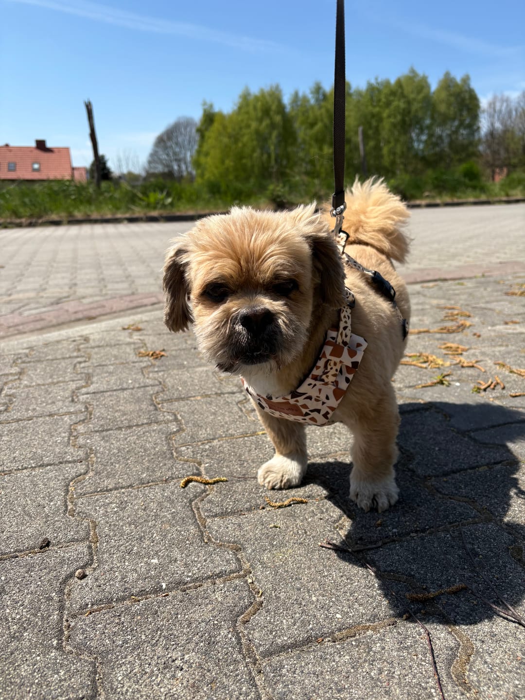 Customer photo review of Szelki bezuciskowe "Beige Terrazzo" - czarne okucia