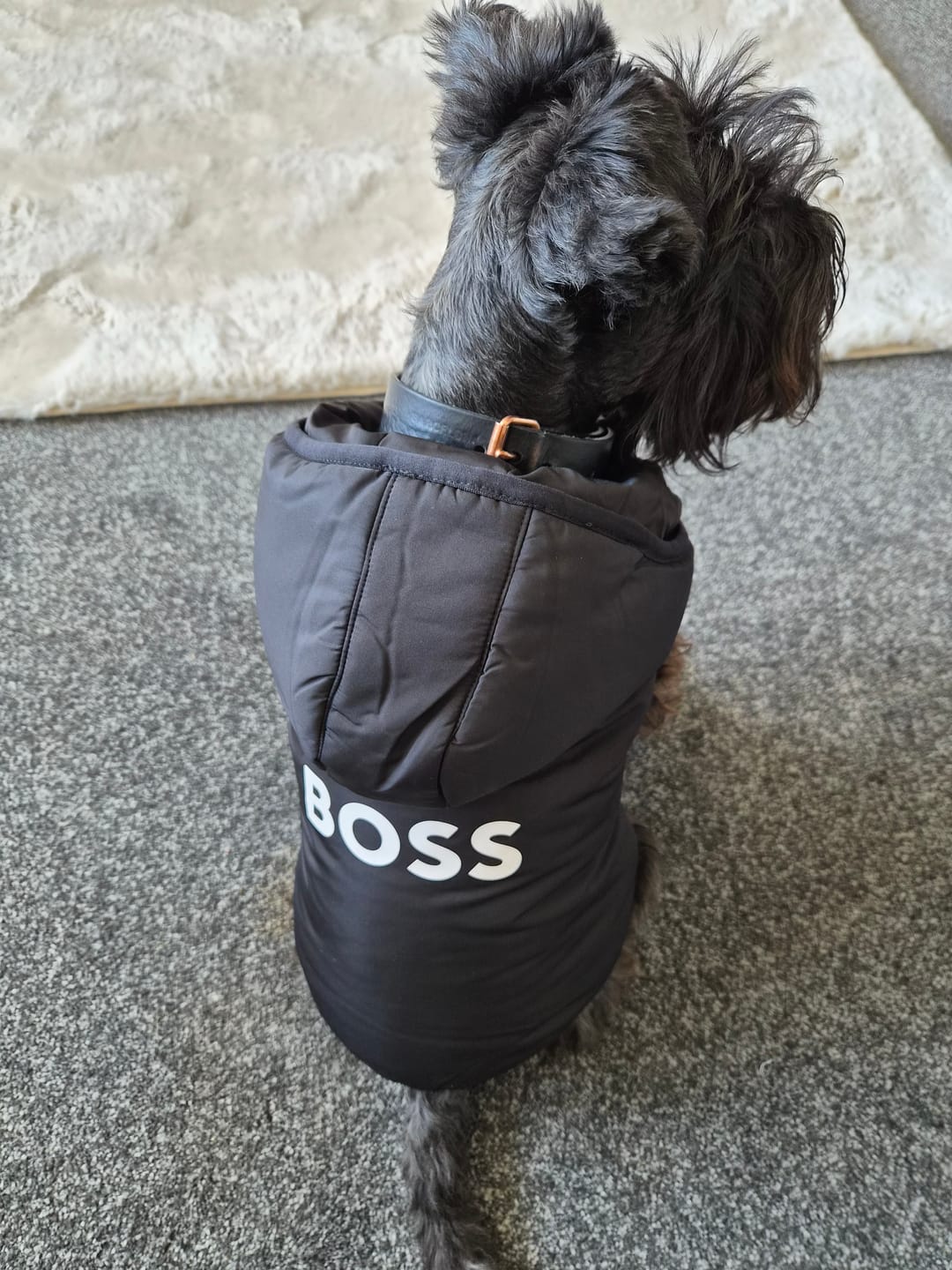 Customer photo review of Dog Essentials Vest