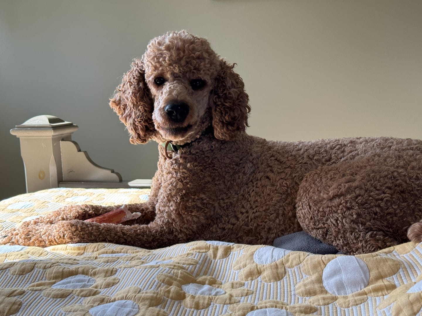 Customer photo review of 12 Inch Thick Bully Stick