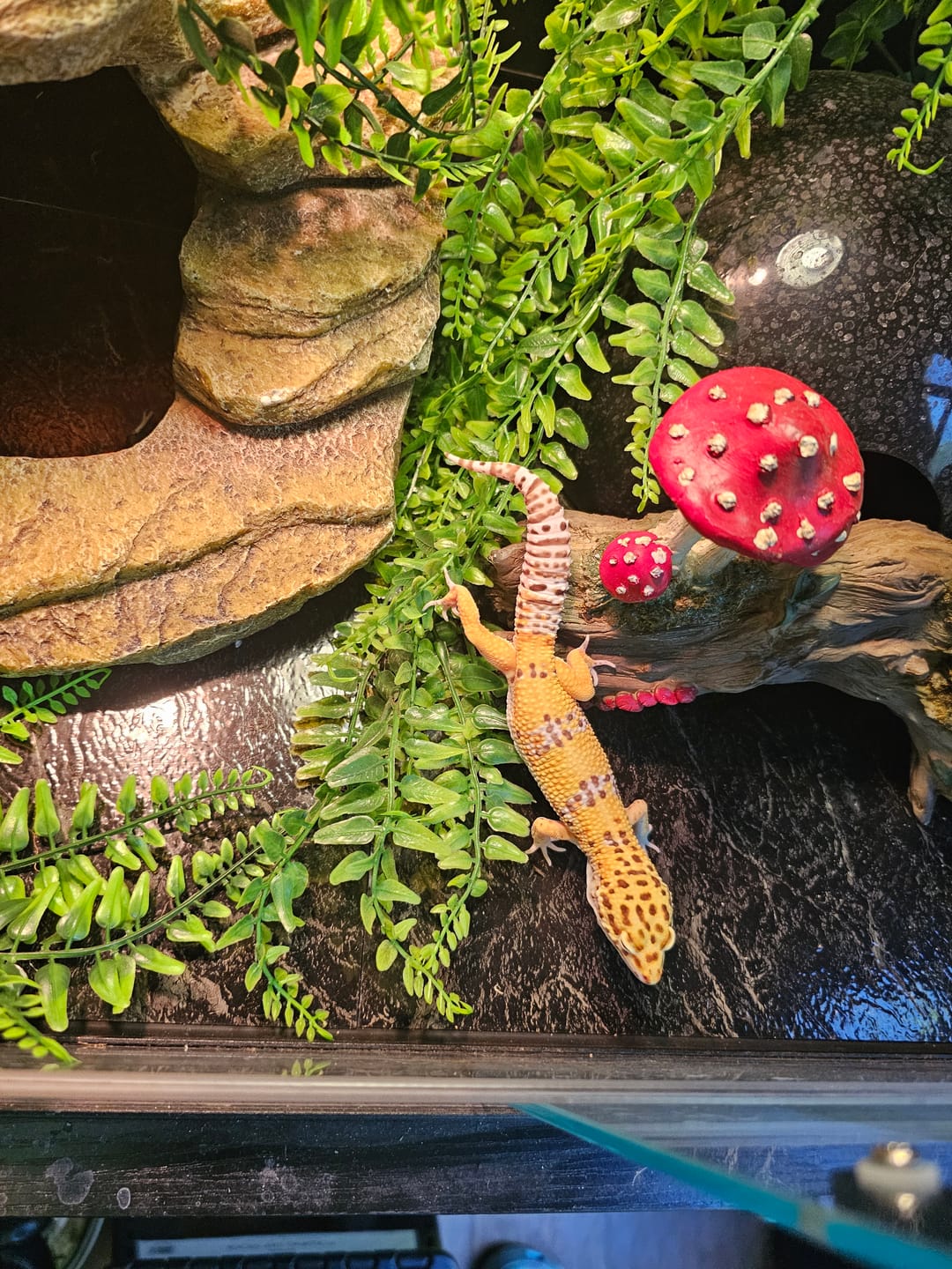 Customer photo review of Male Tangerine Bell Albino pos. White & Yellow
