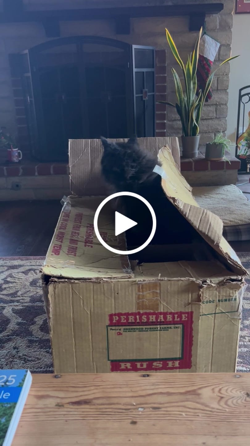Customer video review of 6x Blisso Advanced Cat Probiotic