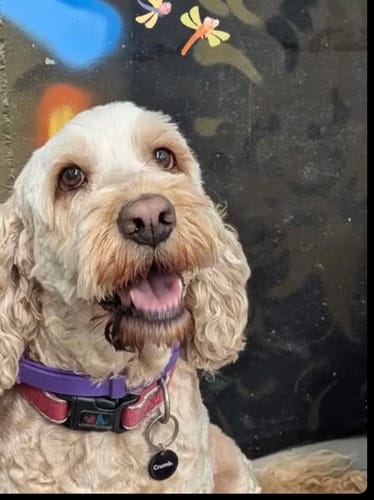 A customer's happy dog wearing the purple PawLax Collar.