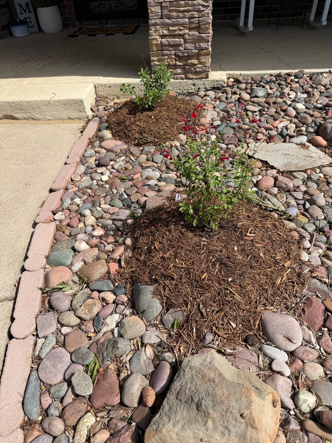 Customer photo review of Salvia Greggii 'Red'