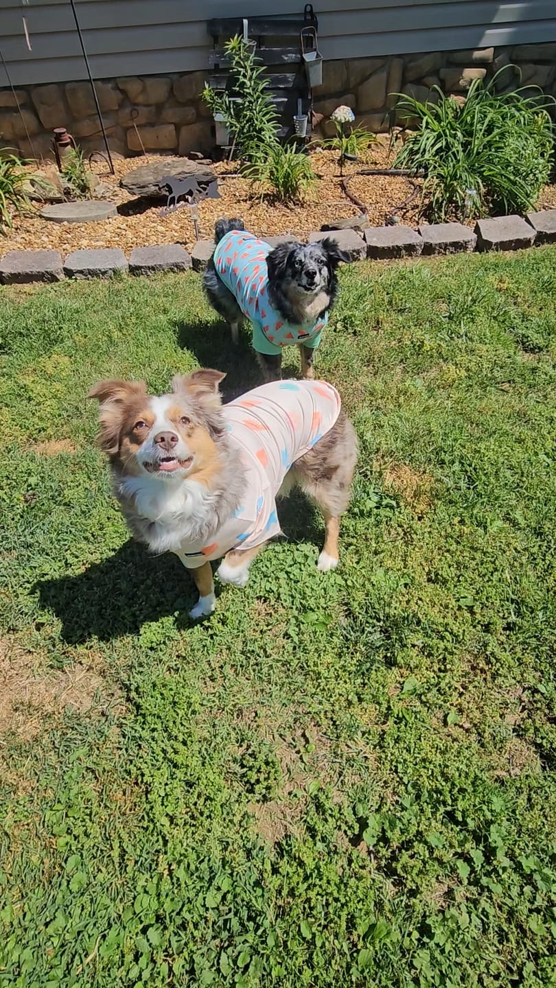 Customer photo review of Sunblock Dog T-Shirt - Seashell