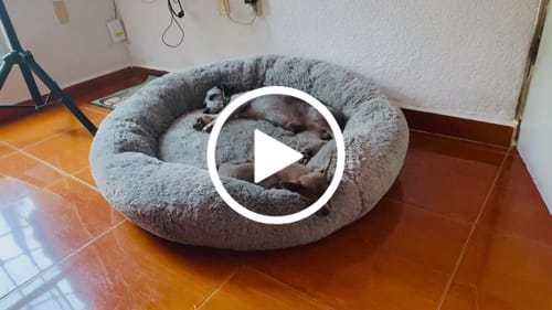 Customer video review of Cama Antiestrés para Perros