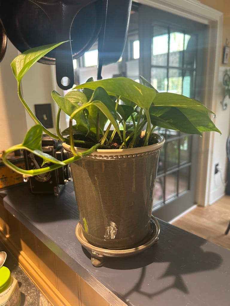 Customer photo review of Root Boost