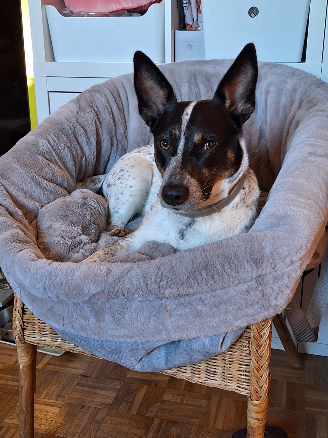 Customer photo review of Orthopädischer Hundekorb "Easy"