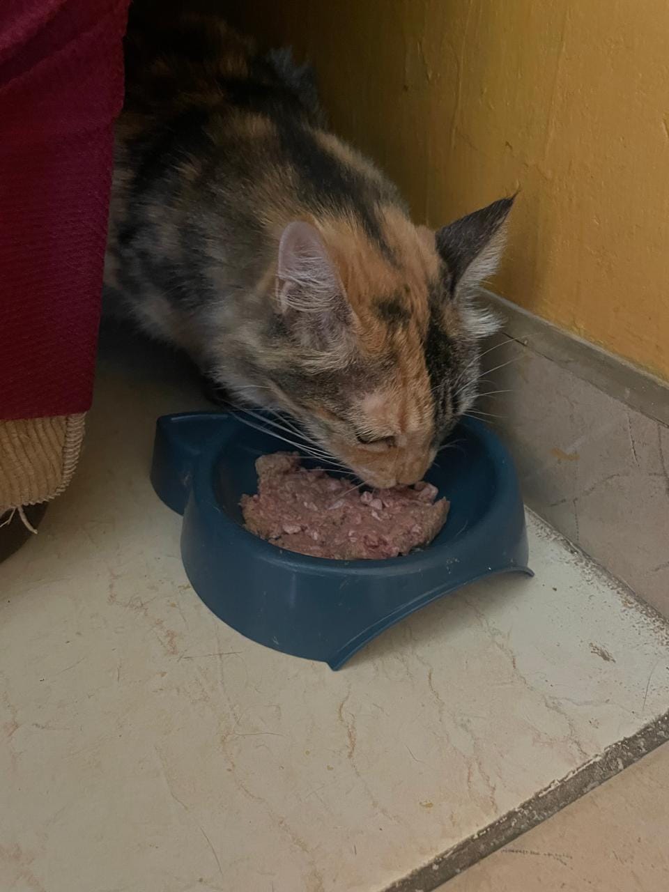 Customer photo review of Alimentación Natural - Barker Cat Salmón Jurel