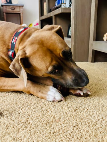 Customer's brown dog lying on a carpet, chewing on a dark-colored smoked bone treat.