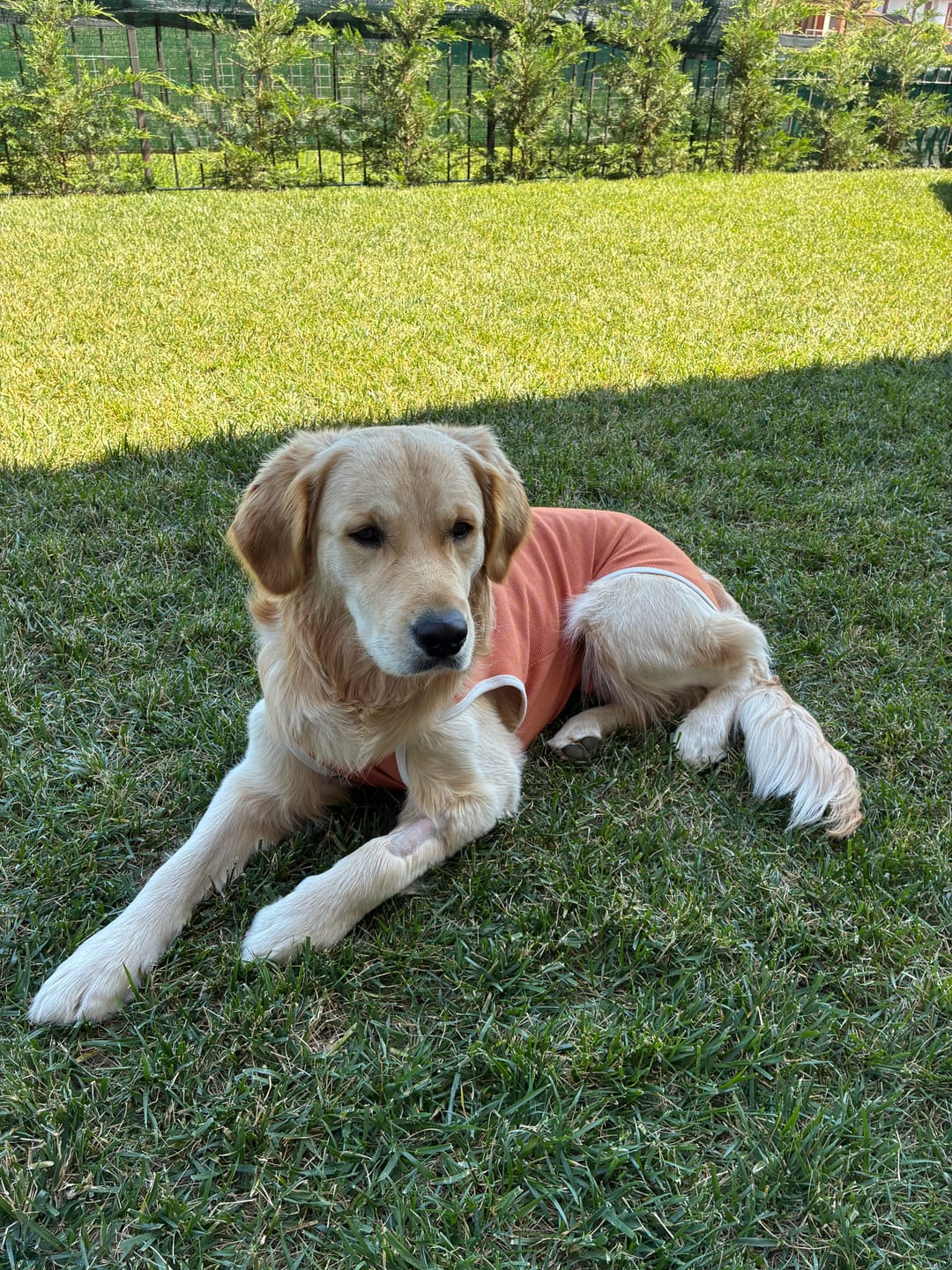 Customer photo review of Body Castrazione cane maschio