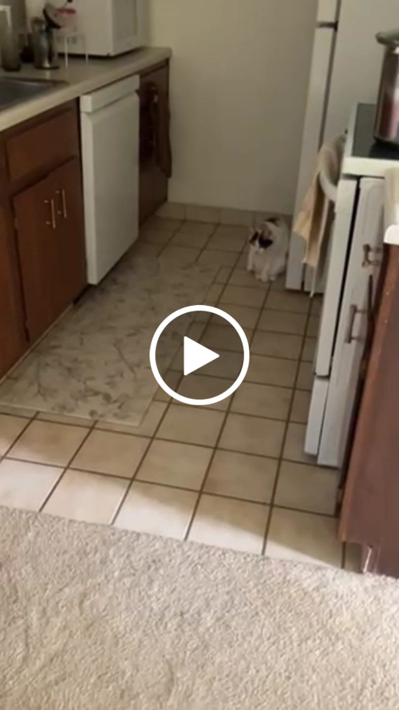 Customer video review of Blisso Advanced Cat Probiotic
