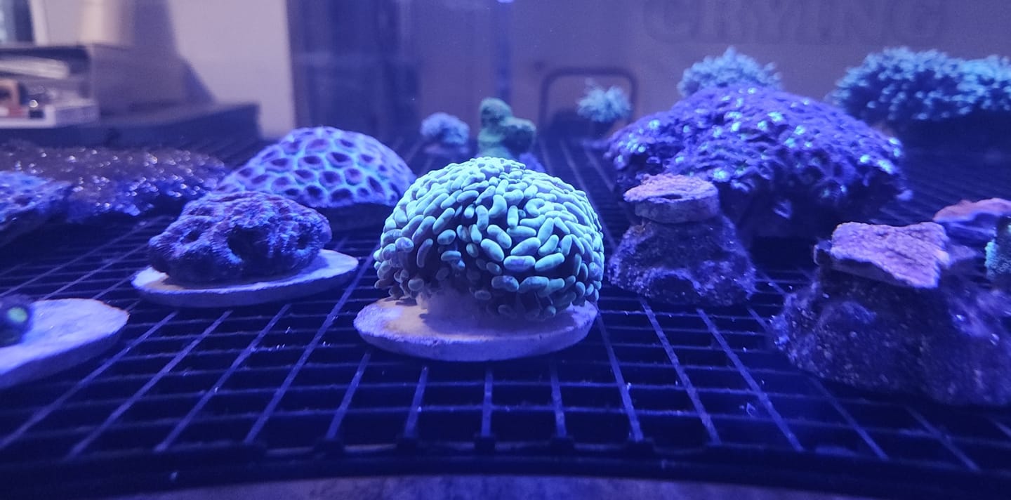 Customer photo review of Coral Essentials CVE+