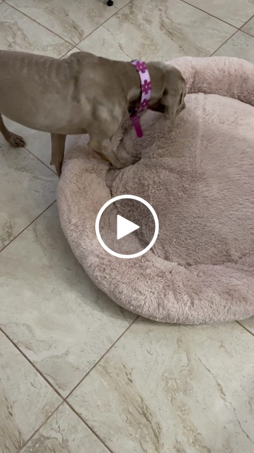 Customer video review of Funda Original para Cama Antiestrés para Perros