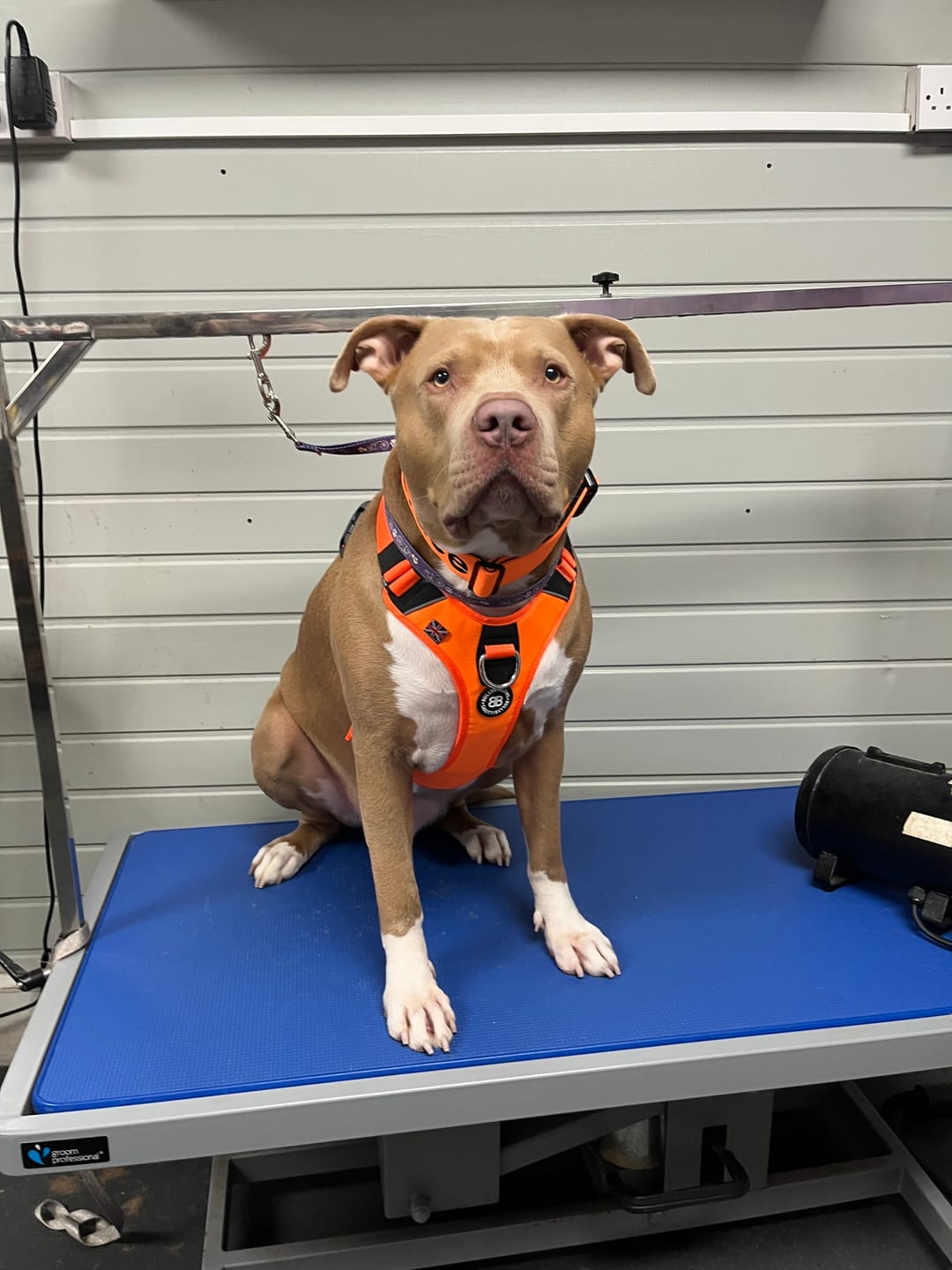 Customer photo review of Anti Pull Hurricane Harness Lighter | With Handle - Orange