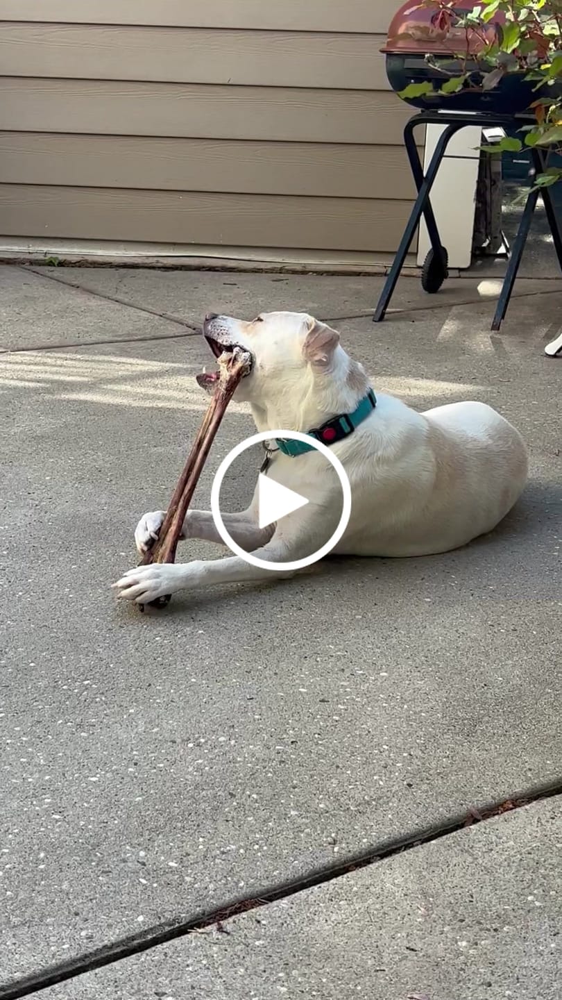 Customer video review of Ostrich Long Bone (19" x 3.5"): The Ultimate Challenge for Medium, Large & Extra-Large Dogs