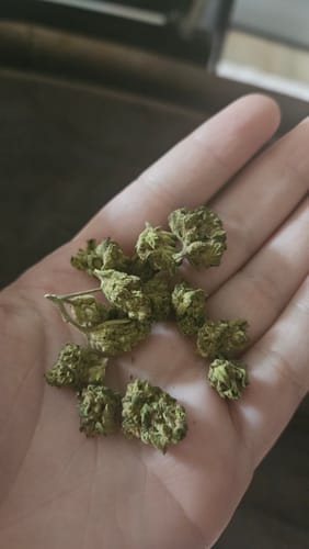 Customer photo review of Blueberry Cupcakes | THCA Flower Smalls