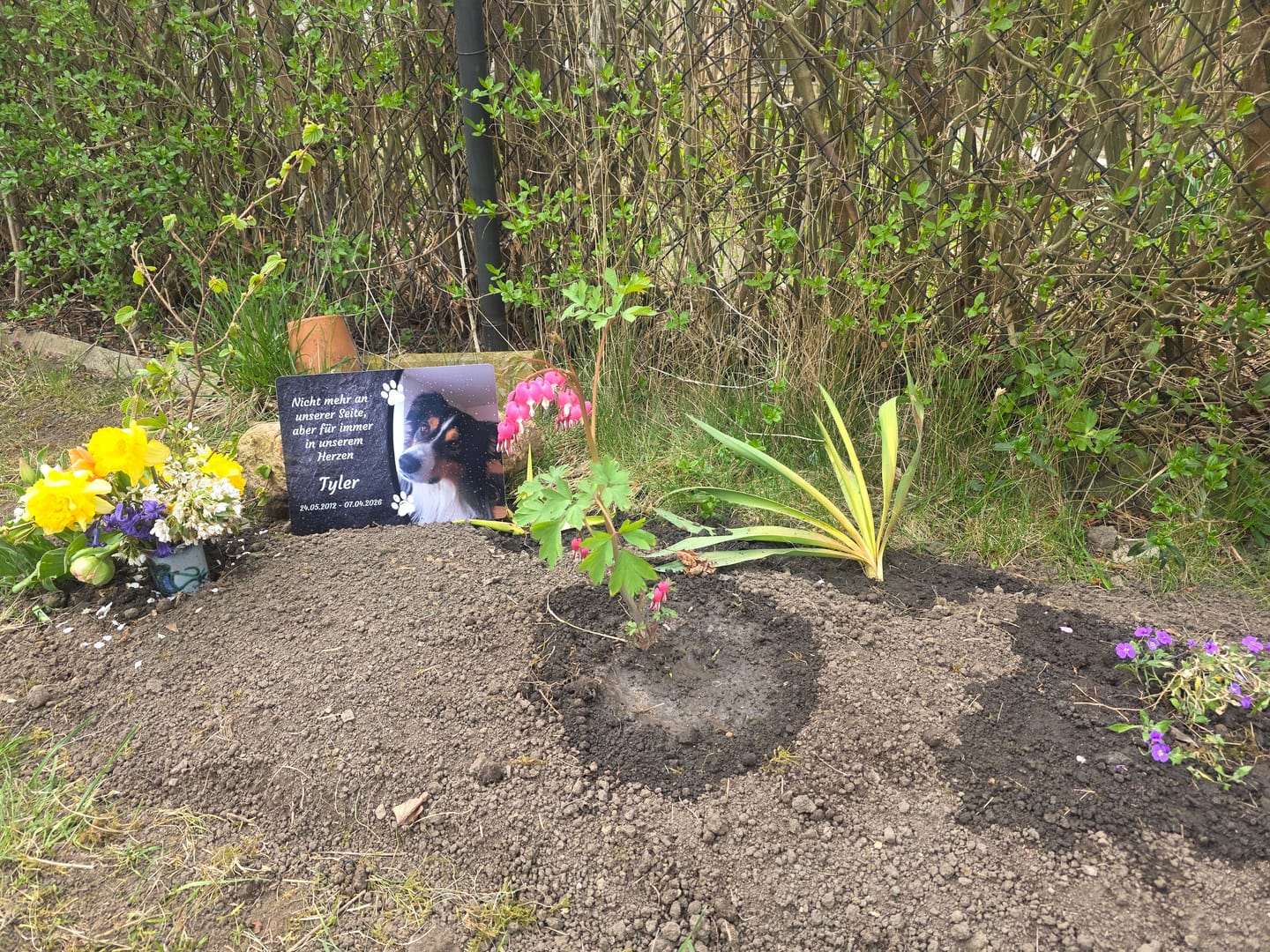 Customer photo review of Hunde Gedenktafel mit Foto & Spruch (UV- &  Wetterfest)